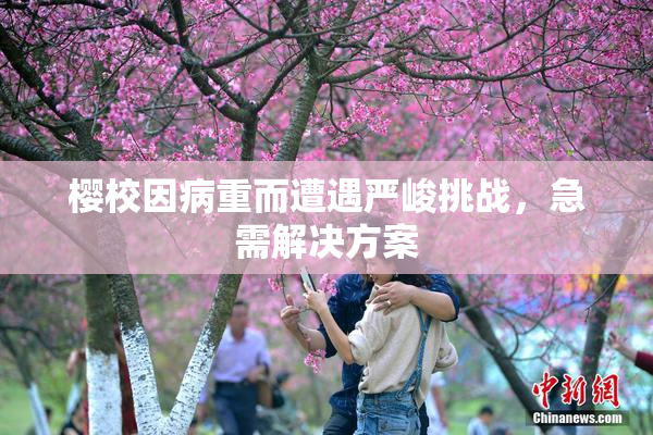樱校因病重而遭遇严峻挑战，急需解决方案