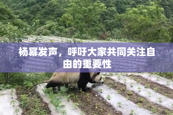 杨幂发声，呼吁大家共同关注自由的重要性