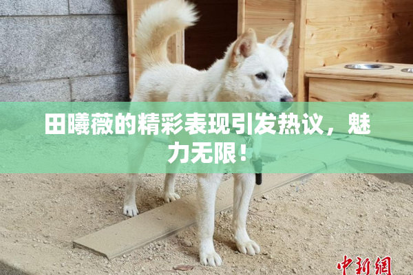 田曦薇的精彩表现引发热议，魅力无限！