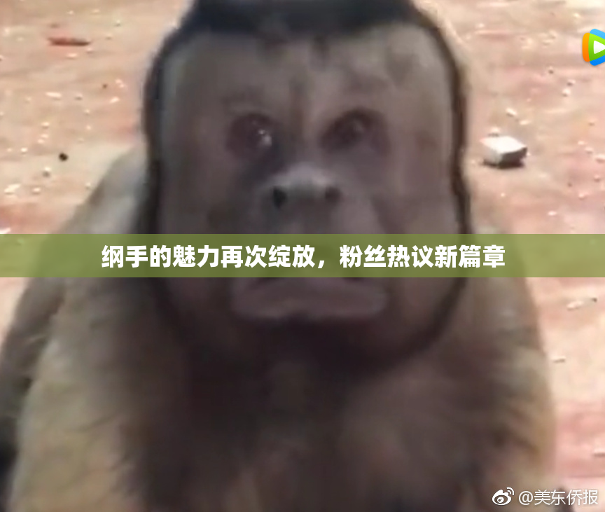 纲手的魅力再次绽放，粉丝热议新篇章
