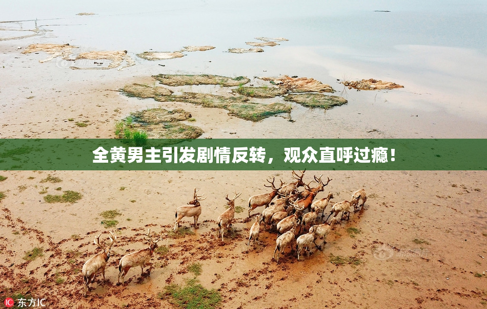 全黄男主引发剧情反转，观众直呼过瘾！