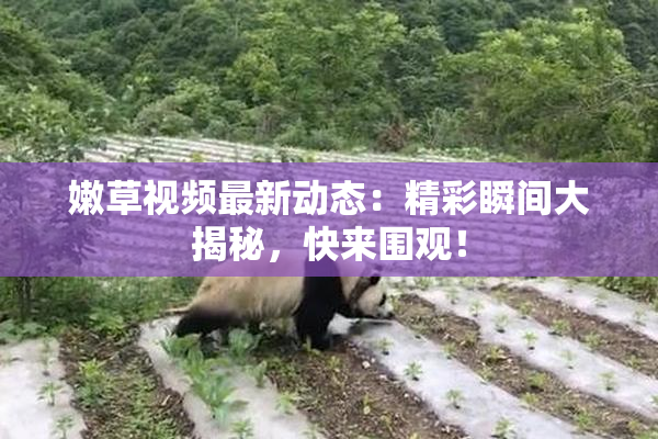 嫩草视频最新动态：精彩瞬间大揭秘，快来围观！