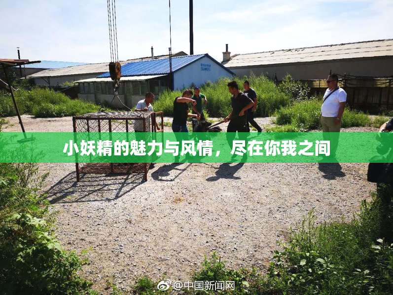 小妖精的魅力与风情，尽在你我之间