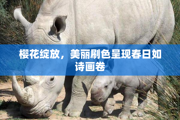 樱花绽放，美丽刷色呈现春日如诗画卷