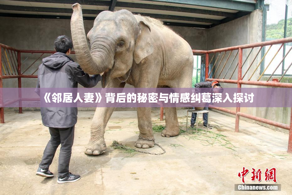《邻居人妻》背后的秘密与情感纠葛深入探讨