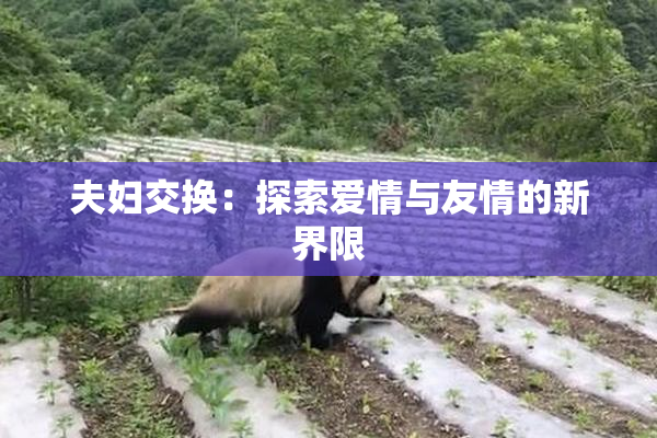 夫妇交换：探索爱情与友情的新界限