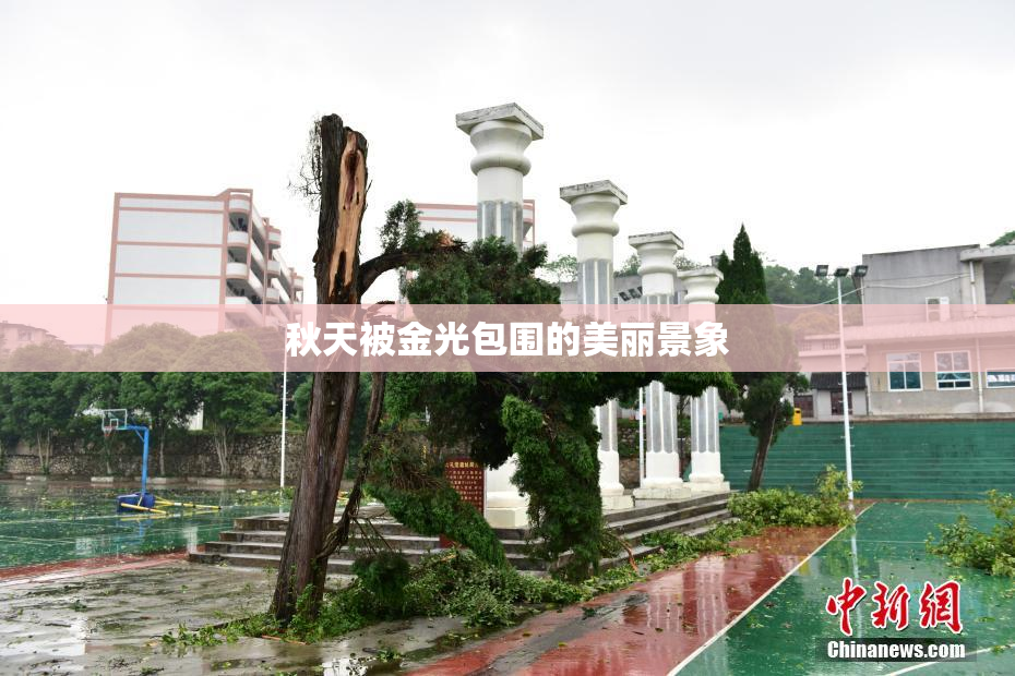 秋天被金光包围的美丽景象