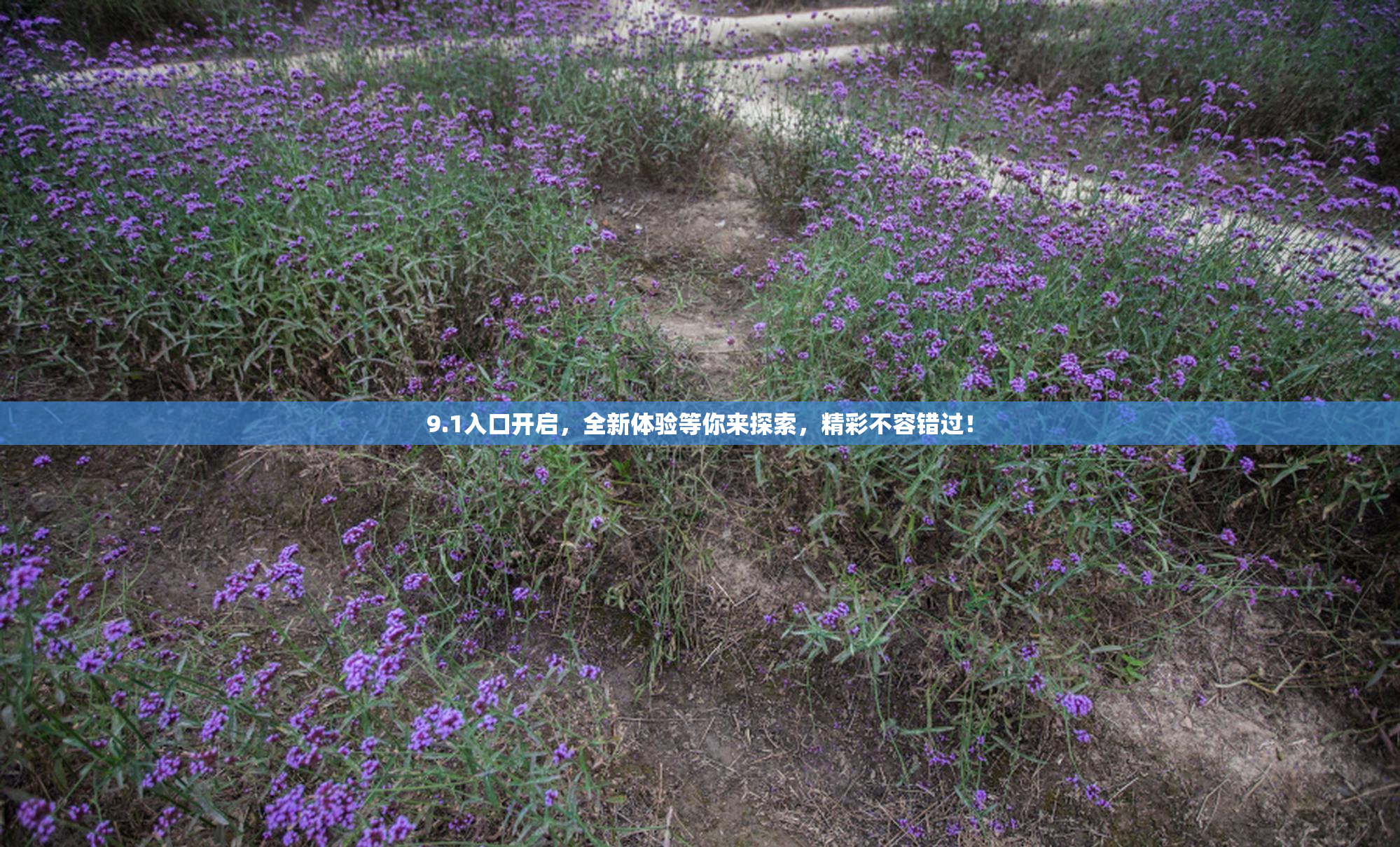 9.1入口开启，全新体验等你来探索，精彩不容错过！