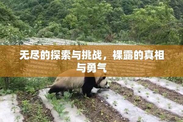 无尽的探索与挑战，裸露的真相与勇气