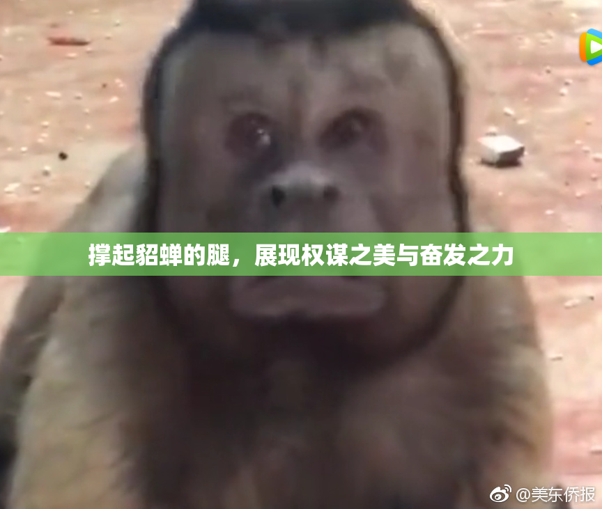 撑起貂蝉的腿，展现权谋之美与奋发之力
