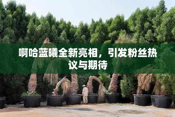 啊哈蓝曦全新亮相，引发粉丝热议与期待
