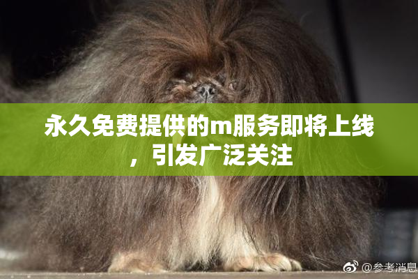 永久免费提供的m服务即将上线，引发广泛关注