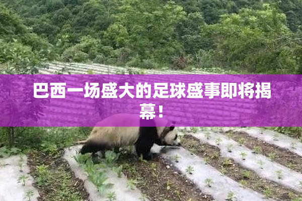 巴西一场盛大的足球盛事即将揭幕！