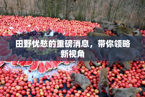 田野忧愁的重磅消息，带你领略新视角
