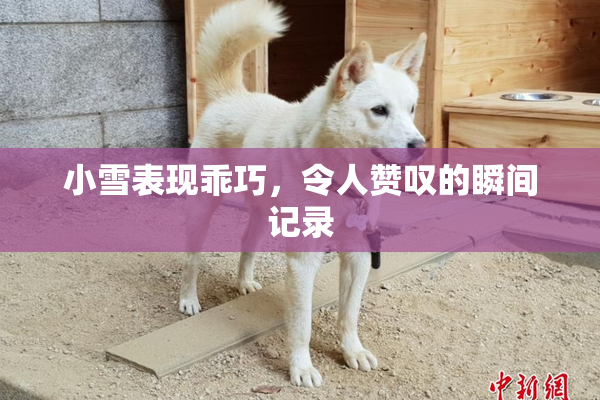 小雪表现乖巧，令人赞叹的瞬间记录