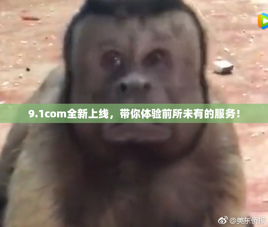 9.1com全新上线，带你体验前所未有的服务！