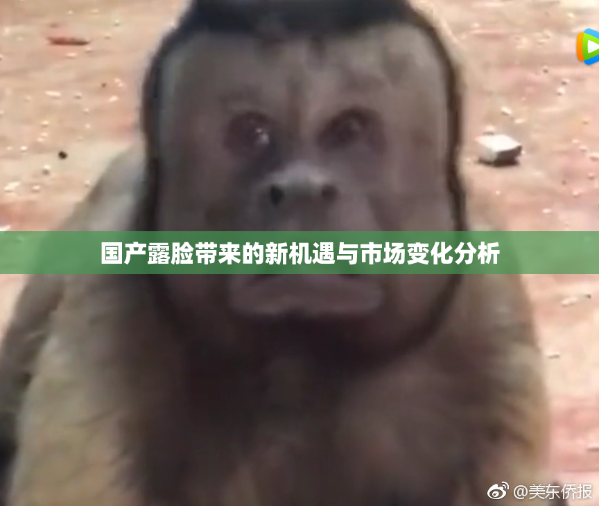 国产露脸带来的新机遇与市场变化分析