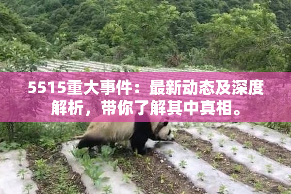 5515重大事件：最新动态及深度解析，带你了解其中真相。