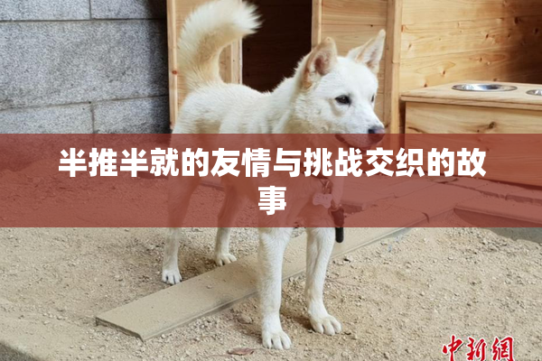 半推半就的友情与挑战交织的故事