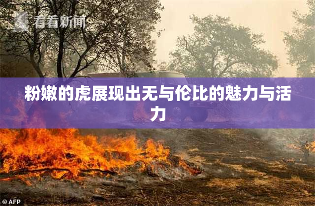 粉嫩的虎展现出无与伦比的魅力与活力
