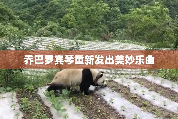 乔巴罗宾琴重新发出美妙乐曲