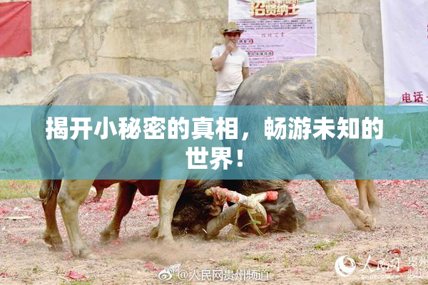 揭开小秘密的真相，畅游未知的世界！