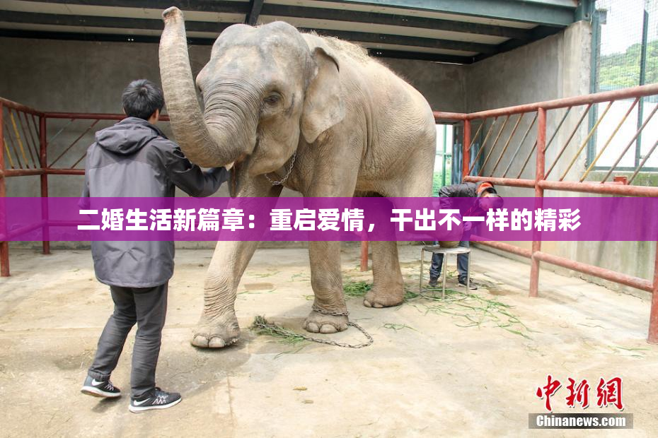 二婚生活新篇章：重启爱情，干出不一样的精彩