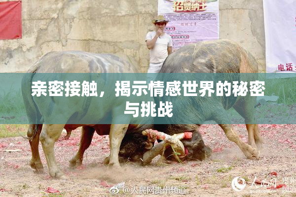 亲密接触，揭示情感世界的秘密与挑战