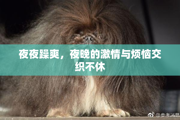 夜夜躁爽，夜晚的激情与烦恼交织不休