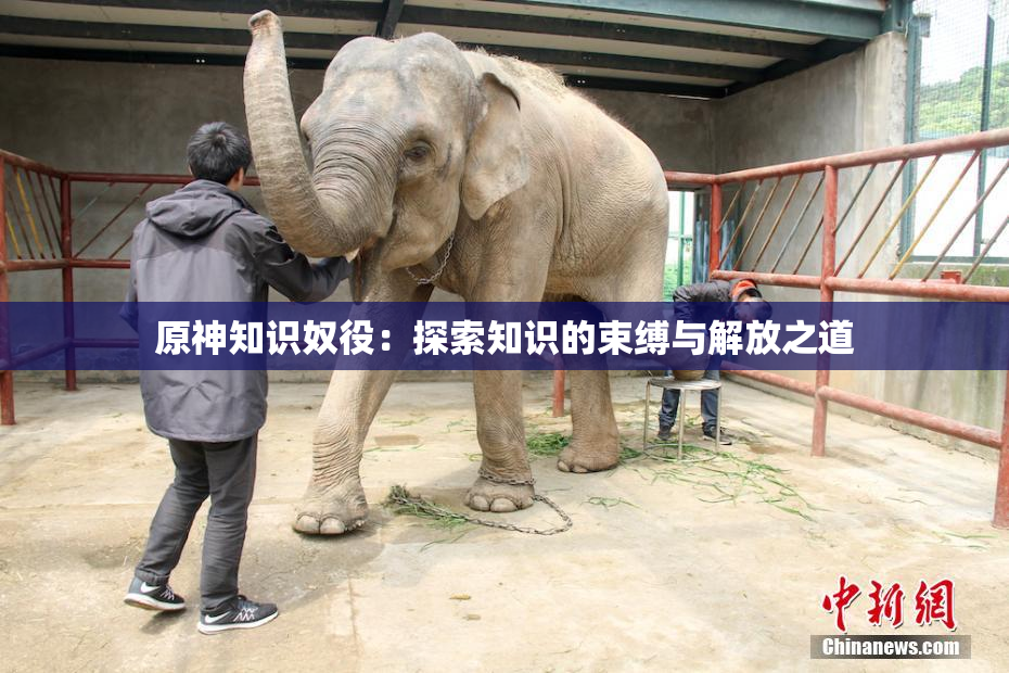 原神知识奴役：探索知识的束缚与解放之道