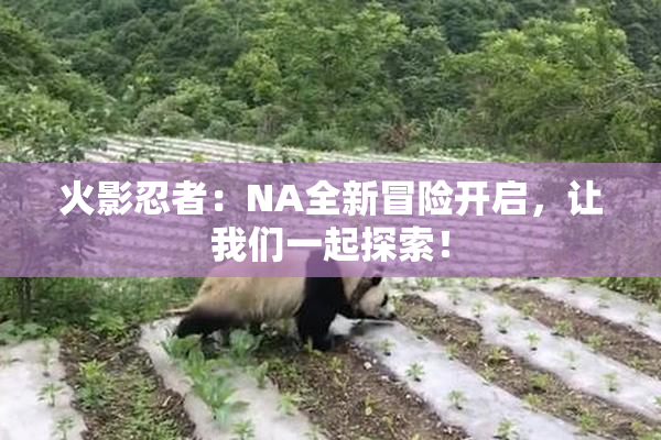 火影忍者：NA全新冒险开启，让我们一起探索！