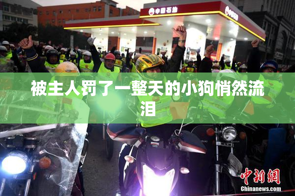 被主人罚了一整天的小狗悄然流泪
