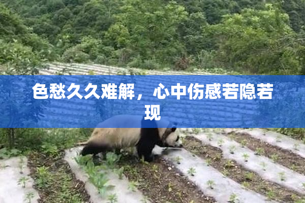 色愁久久难解，心中伤感若隐若现