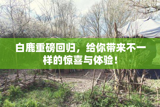 白鹿重磅回归，给你带来不一样的惊喜与体验！