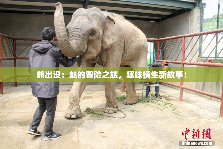熊出没：赵的冒险之旅，趣味横生新故事！