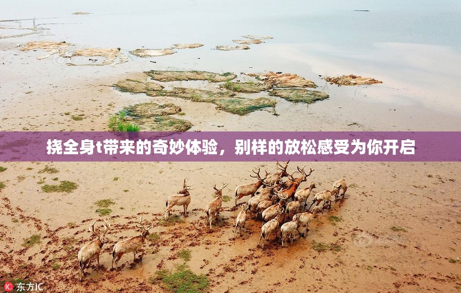 挠全身t带来的奇妙体验，别样的放松感受为你开启