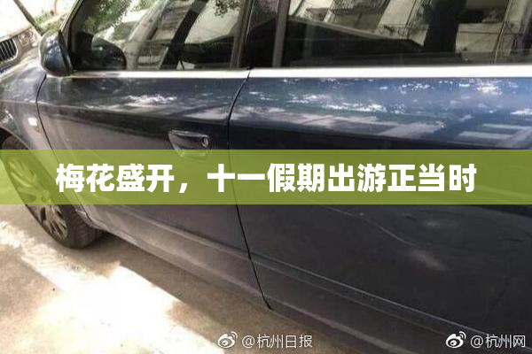 梅花盛开，十一假期出游正当时