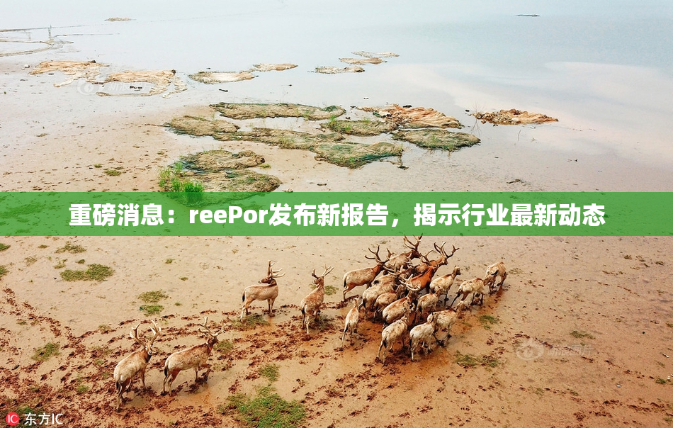 重磅消息：reePor发布新报告，揭示行业最新动态