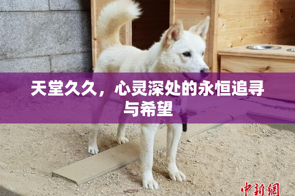 天堂久久，心灵深处的永恒追寻与希望