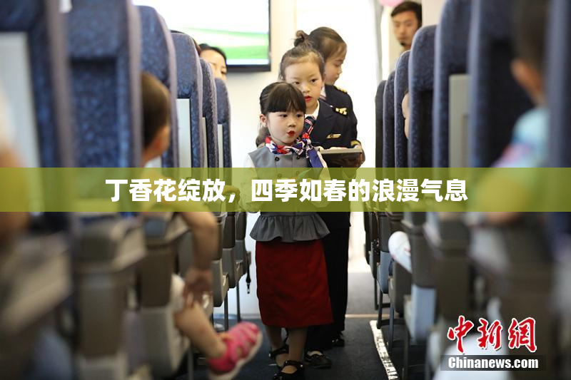 丁香花绽放，四季如春的浪漫气息