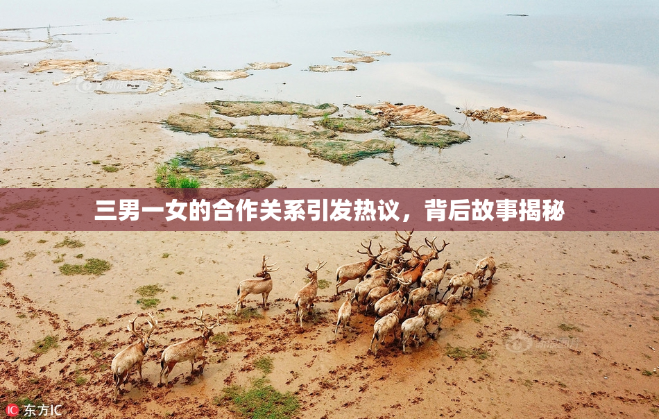 三男一女的合作关系引发热议，背后故事揭秘