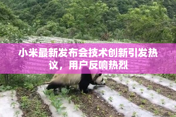 小米最新发布会技术创新引发热议，用户反响热烈
