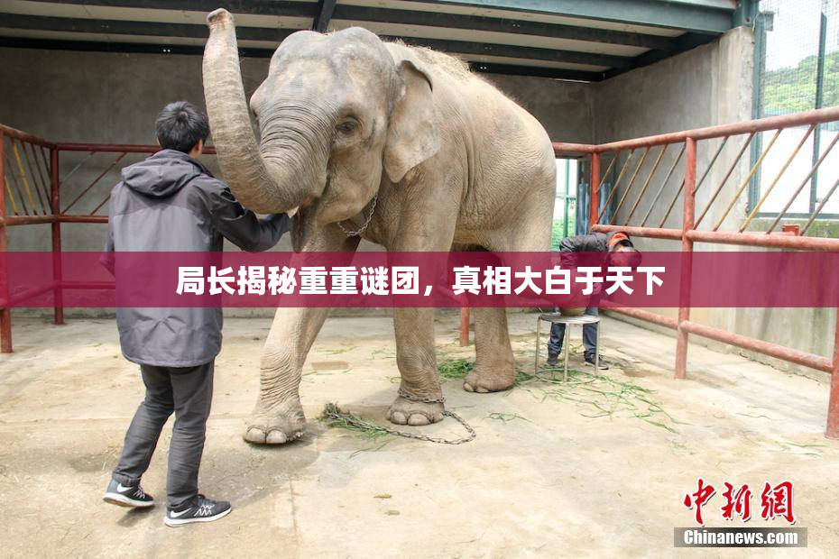 局长揭秘重重谜团，真相大白于天下