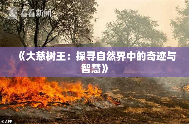 《大慈树王：探寻自然界中的奇迹与智慧》