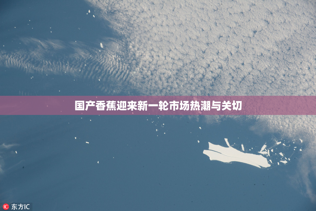 国产香蕉迎来新一轮市场热潮与关切