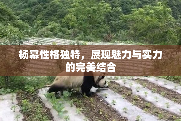 杨幂性格独特，展现魅力与实力的完美结合
