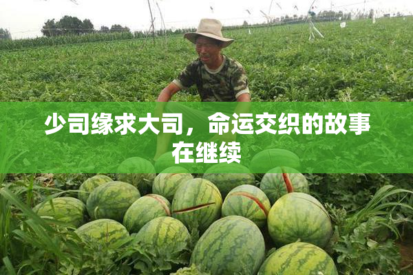 少司缘求大司，命运交织的故事在继续