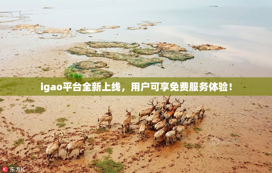 igao平台全新上线，用户可享免费服务体验！
