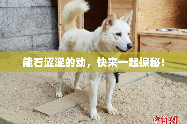 能看涩涩的动，快来一起探秘！