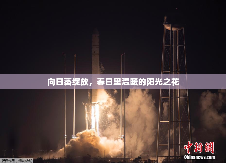 向日葵绽放，春日里温暖的阳光之花